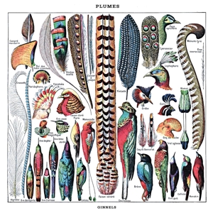 Ginnels - Plumes